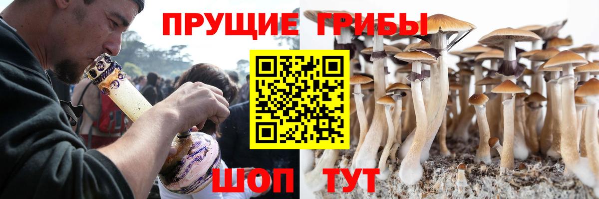 Псилоцибиновые грибы Cubensis Гуково